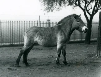 En utrotningshotad Przewalskis Wild Horse som står i sin hage vid London Zoo, oktober 1927