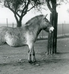 En utrotningshotad Przewalskis Wild Horse som står i sin hage vid London Zoo, oktober 1927