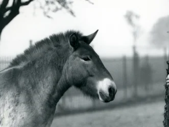 En utrotningshotad Przewalskis Wild Horse som står i sin hage vid London Zoo, oktober 1927
