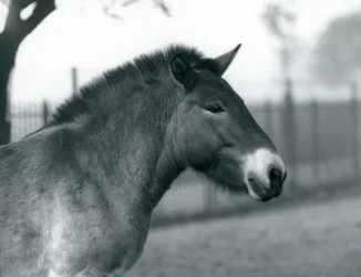 En utrotningshotad Przewalskis Wild Horse som står i sin hage vid London Zoo, oktober 1927
