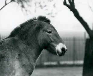 En utrotningshotad Przewalskis vildhäst som står i sin hage på London Zoo, oktober 1927