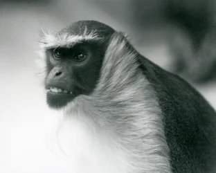 En utrotningshotad Roloway-apa vid London Zoo, 1927