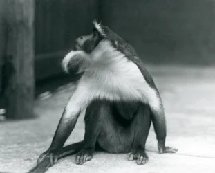 En hotad rolowaymarkatta som sitter på marken, tittar uppåt och håller i sin svans, London Zoo, 1927