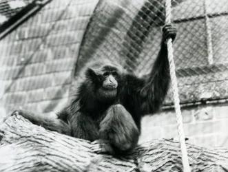 En utrotningshotad Siamang-gibbon sitter på en stock och håller i ett rep, London Zoo, 1927
