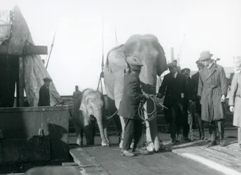 Asiatiska elefanter stiger av en båt på väg till London Zoo 1927