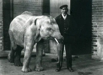Asiatisk elefant med målvakten Charles Eyles, London Zoo, november 1915
