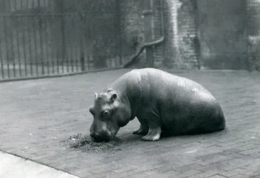 Baby flodhäst "Joan" äter på London Zoo, september 1920