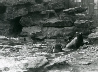 Kalifornien sjölejon med is på deras pool, London Zoo