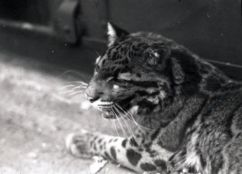 Molnig leopard, 1922
