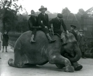 Cowboys och tränare med den indiska elefanten Sundermalah under ett besök på London Zoo 1924