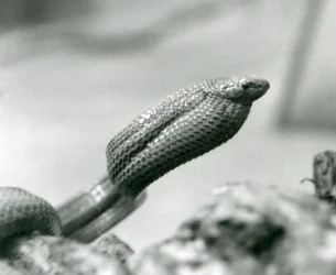 Äggätande orm på London Zoo 1930 (s/v foto)