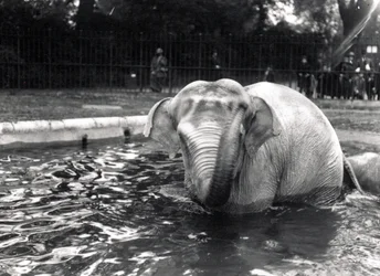 Elefantbad