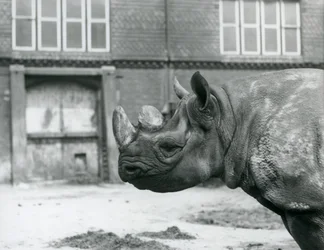 Eliza, en hona av svart noshörning, London Zoo