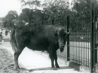 European Bison Georgina vid barerna i hennes hage, London Zoo, 12 augusti 1926