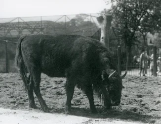 European Bison Julia äter gräset i sin hage, London Zoo, 12 augusti 1926