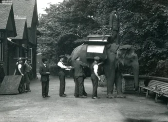 Den asiatiska elefanthonan Indiarani utrustas med en sadel av djurskötare på norra sidan av elefanthuset. London Zoo, augusti 1920