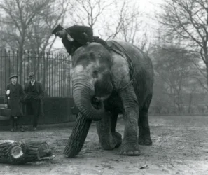 Kvinnlig asiatisk elefant, "Indiarani", flyttar timmer med sin snabel, medan hennes djurskötare sitter på hennes rygg och dirigerar henne och två andra personer tittar på, London Zoo