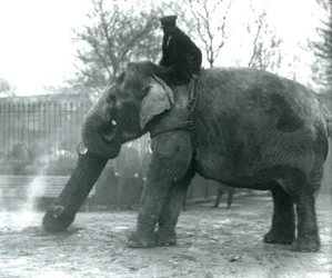 Asiatisk elefanthona, indiarani, flyttar timmer med sin snabel, medan hennes skötare sitter på rygg och dirigerar henne, London Zoo, 1925