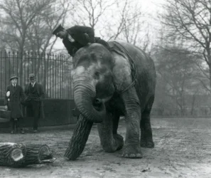 Asiatisk elefanthona, indiarani, flyttar timmer med sin snabel, medan hennes djurskötare sitter på hennes rygg och dirigerar henne och två andra personer tittar på, London Zoo, 1925