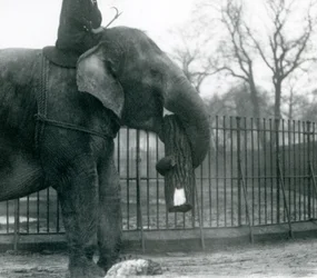 Asiatisk elefanthona, indiarani, flyttar timmer med sin snabel, medan hennes skötare sitter på rygg och dirigerar henne, London Zoo, 1925