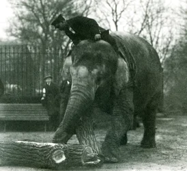 Asiatisk elefanthona, indiarani, flyttar timmer med sin snabel, medan hennes skötare sitter på rygg och dirigerar henne, London Zoo, 1925