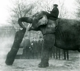 Asiatisk elefanthona, indiarani, flyttar timmer med sin snabel, medan hennes skötare sitter på rygg och dirigerar henne, London Zoo, 1925