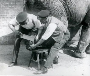 Den asiatiska elefanthonan Sundermalah fick sina fötter trimmade av sina djurhållare på London Zoo, augusti 1926