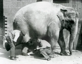 Den asiatiska elefanthonan Sundermalah fick sina fötter trimmade av sina djurhållare på London Zoo, augusti 1926