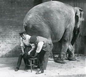 Kvinnlig asiatisk elefant som trimmas av sina fötter på London Zoo, augusti 1926