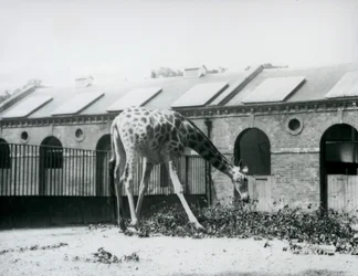 Kvinnlig giraff, 