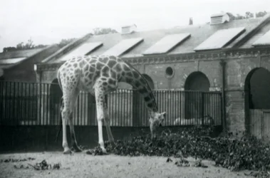 Kvinnlig giraff, 