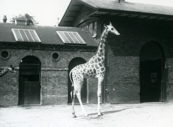 Kvinnlig giraff, Maud, stående i hagen utanför Giraffe House, London Zoo, juli 1925