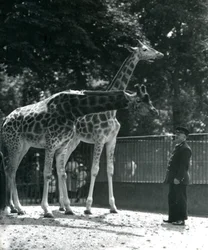 Kvinnliga giraffer Maud och Maggie, med målvakten Ernie Professor Bowman, London Zoo, juli 1924