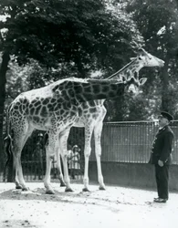 Kvinnliga giraffer Maud och Maggie, med målvakten Ernie Professor Bowman, London Zoo, juli 1924