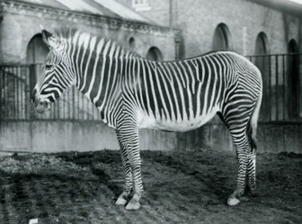 Kvinnliga Grevys Zebra, eller Imperial Zebra, Jennie står i sin hage på London Zoo, 1927