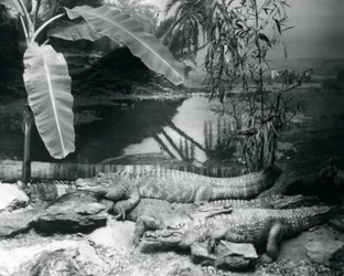 Fyra Alligatorer, i en panoramamiljö med ett bananträd, på London Zoo 1929 (s/v foto)
