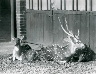 Four Axis Deer inklusive, en bock med horn, på London Zoo 1924