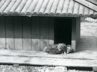 Fyra Coyote-valpar vilar i ingången till sin håla/träkennel, London Zoo