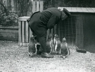 Gentoo Penguins med målvakten Albert White, London Zoo, ca 1914