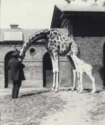 Giraff med 3 dagar gammal bebis och skötare på London Zoo, 1914