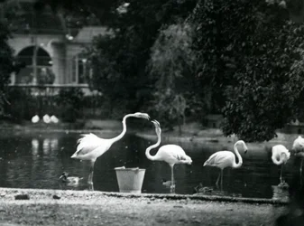 Greater Flamingos på deras sjö i London Zoo 1924