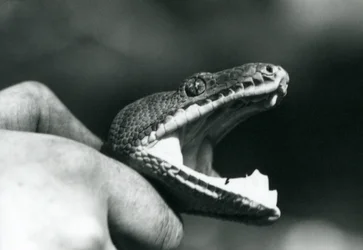 Huvudet av en Emerald Tree Boa, med sin mun öppen, hållen om halsen, av sin djurhållare, London Zoo