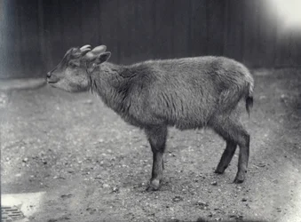 Himalayan Goral på London Zoo, 1914.