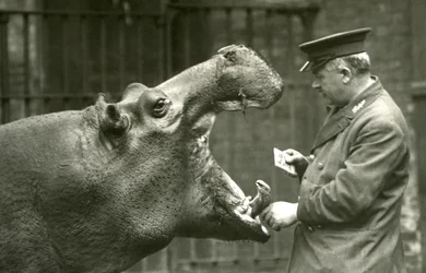 Flodhästen Bobbie med målvakten Ernie Bowman, London Zoo, 1927