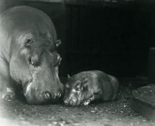 Hippopotamus Joan med sin hankalv Jimmy på London Zoo i mars 1927