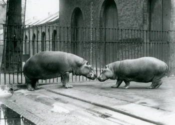 Flodhästarna Bobbie och Joan introduceras i London Zoo, 1923 (svart foto)