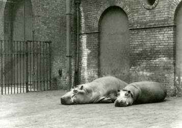 Flodhästarna Bobbie och Joan i London Zoo, juli 1923 (svart foto)