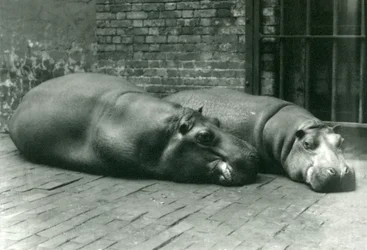 Flodhästarna Bobbie och Joan ligger ner i sin inhägnad i London Zoo, juli 1923 (svartvitt foto)
