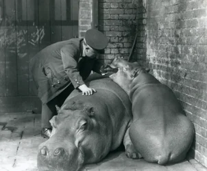 Flodhästarna Joan och Jimmy på London Zoo 1927