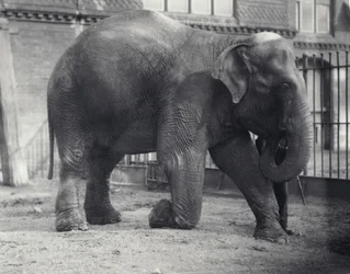 Indisk elefant, Assam Lukhi, knäböjer med målvakten på London Zoo, april 1914